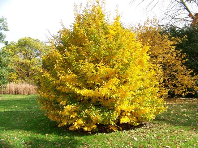 Persian Parrotia tree